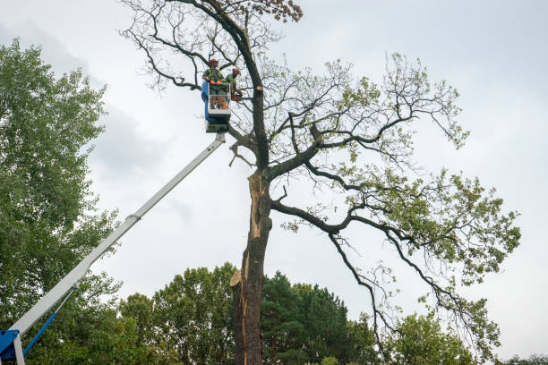 Professional Tree Removal Services in Fairview Park, OH