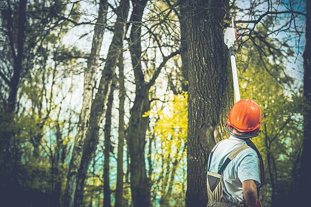 How Our Tree Care Process Works  in  Fairview Park, OH